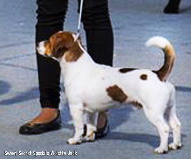 multi Ch Sweet Secret Speciale Violetta Jack Kennel