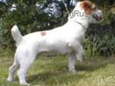  King Bassie's Charming Lady Sophie
