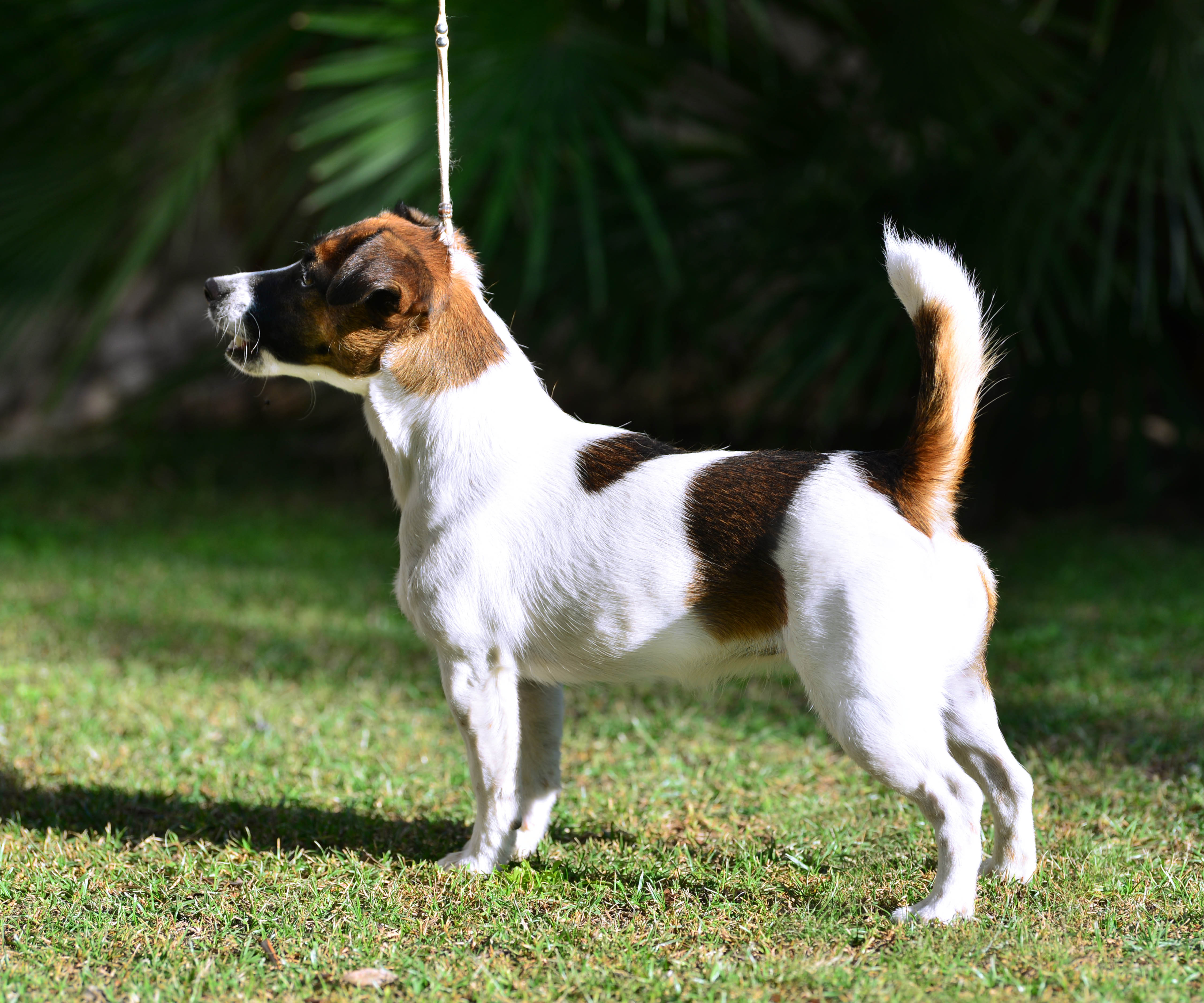  Tak Talia Orsetto Violetta Jrt