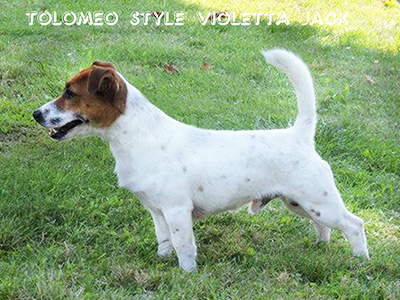multi Ch/jCh Tolomeo Style Violetta Jack