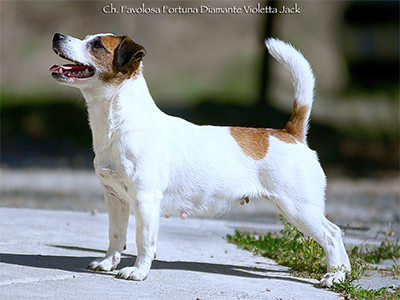 Ch/jCh Favolosa Fortuna Diamante Violetta Jack