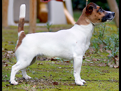  Velvet Vania Dream Violetta Jrt