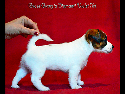  Gloss Georgia Diamond Violet Jr
