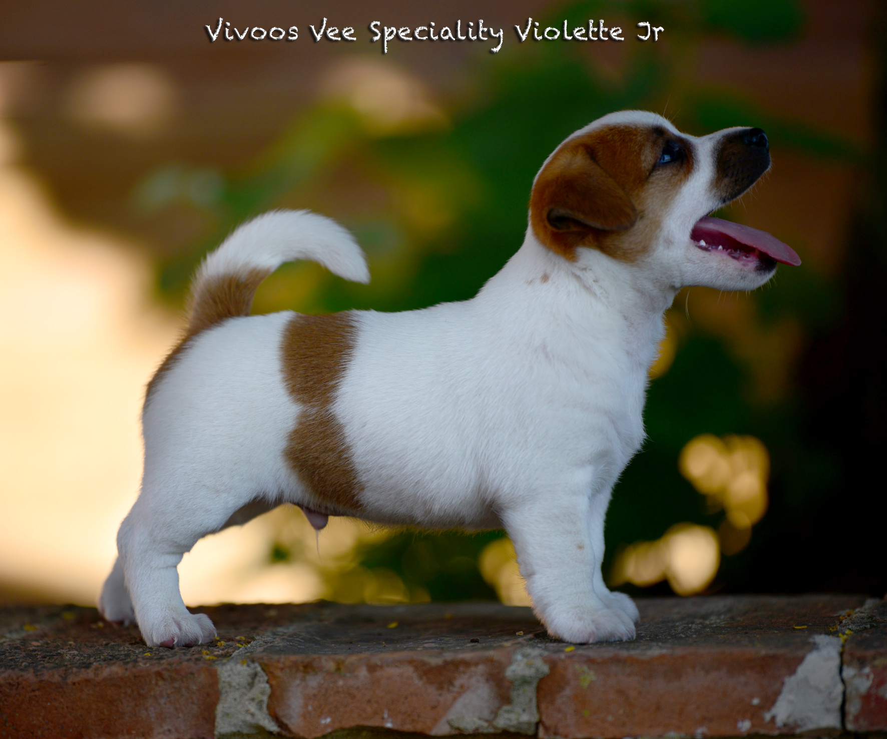  Vivoos Vee Speciality Violette Jr