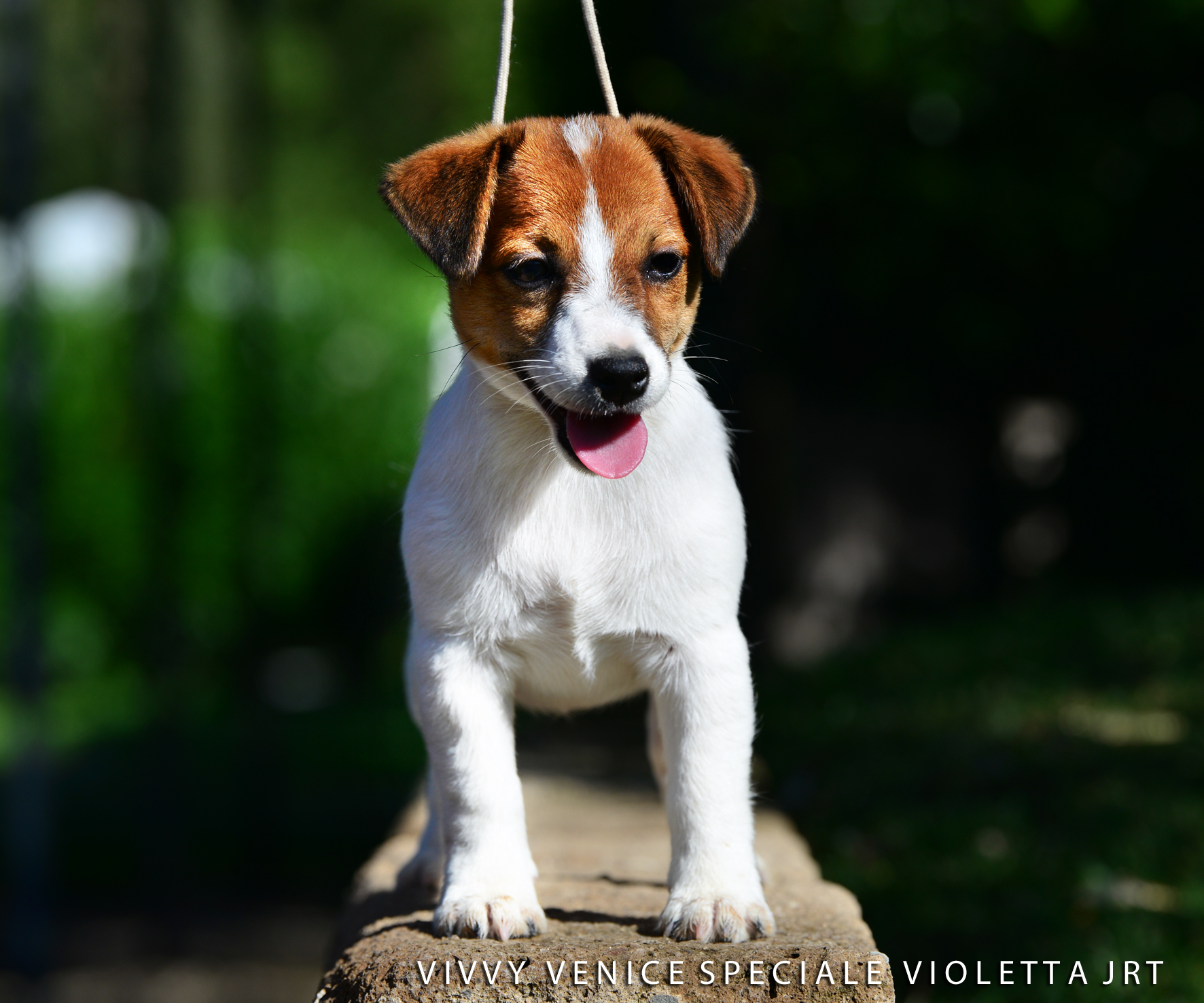  Vivvy Venice Speciale Violetta Jrt