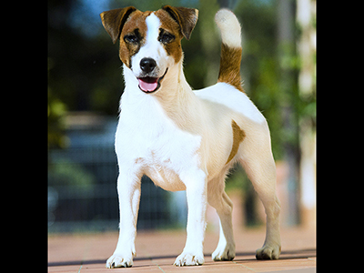 Ch Wonderful Winona Diamante Violetta Jrt del Peperoncino d'Oro