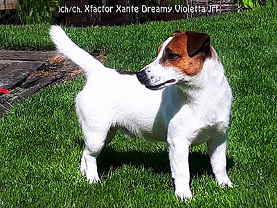 Ch/jCh Xfactor Xante Dreamy Violetta Jrt