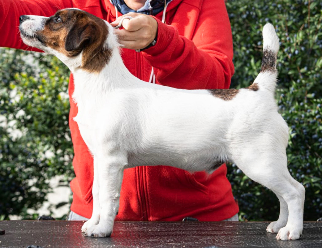  YMCA Piperita Violettes Jack Kennel