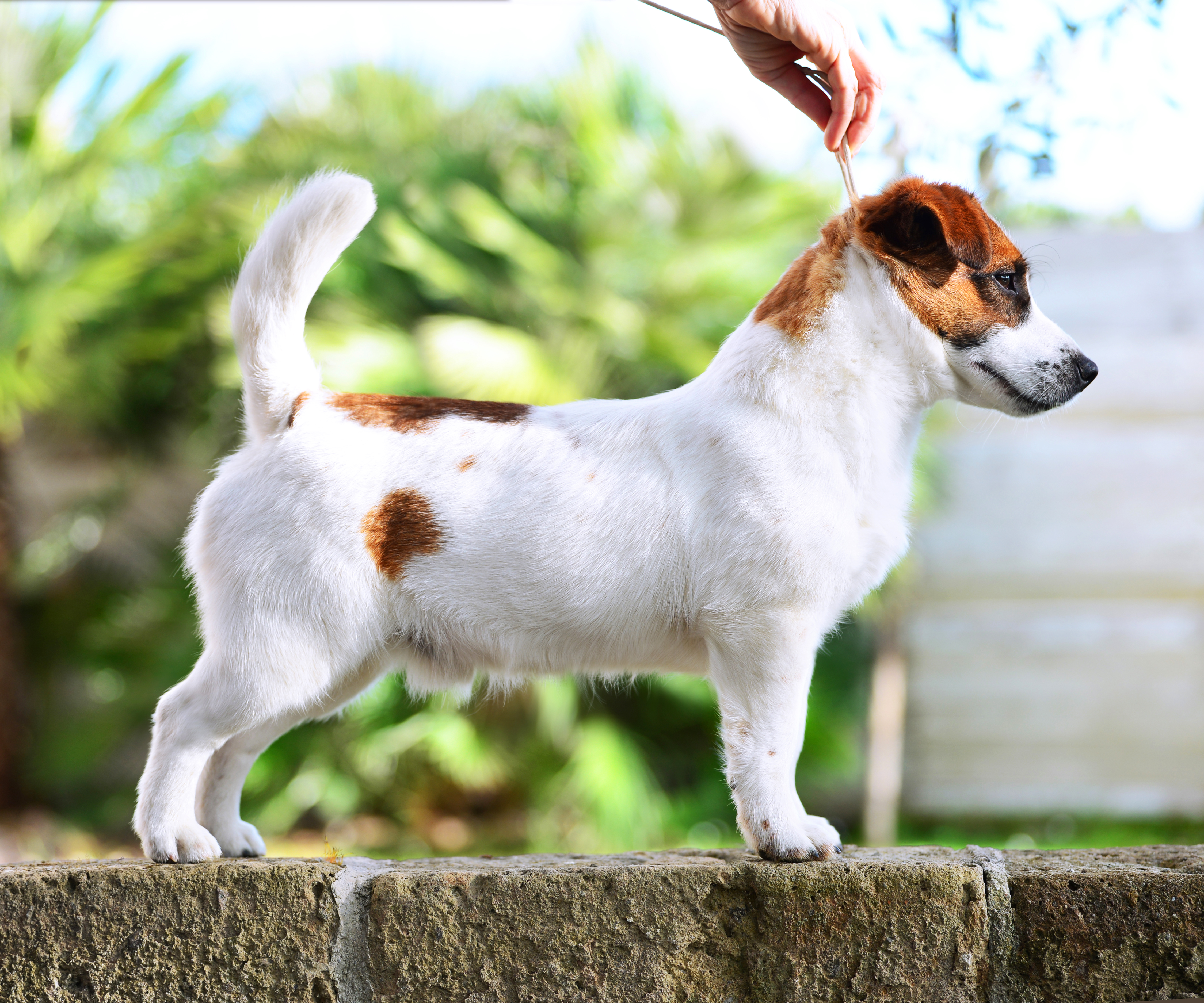  Yu tobi Violetta Jack Kennel