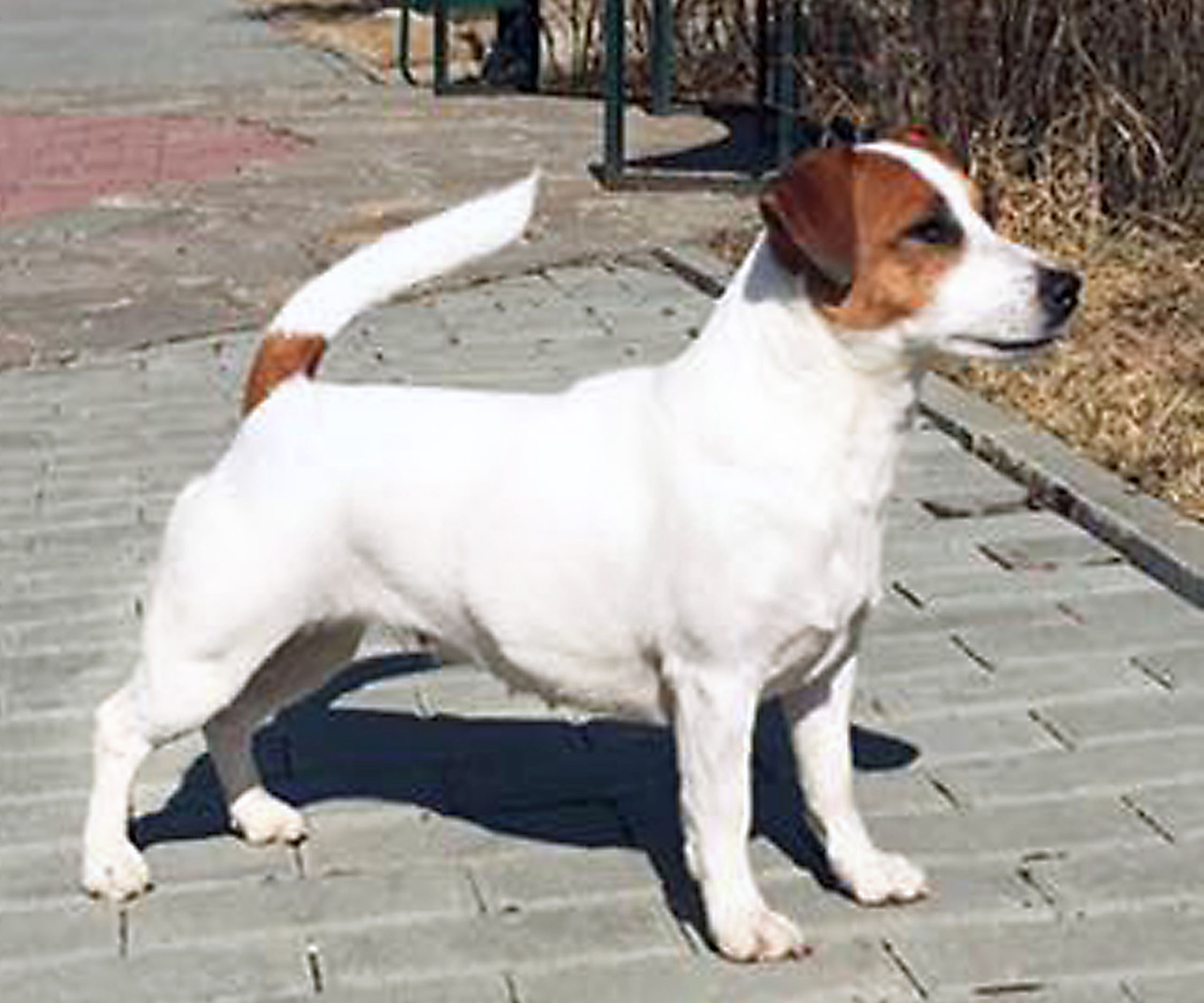 Ch/jCh Zen Zagabria Diamante Violetta Jack